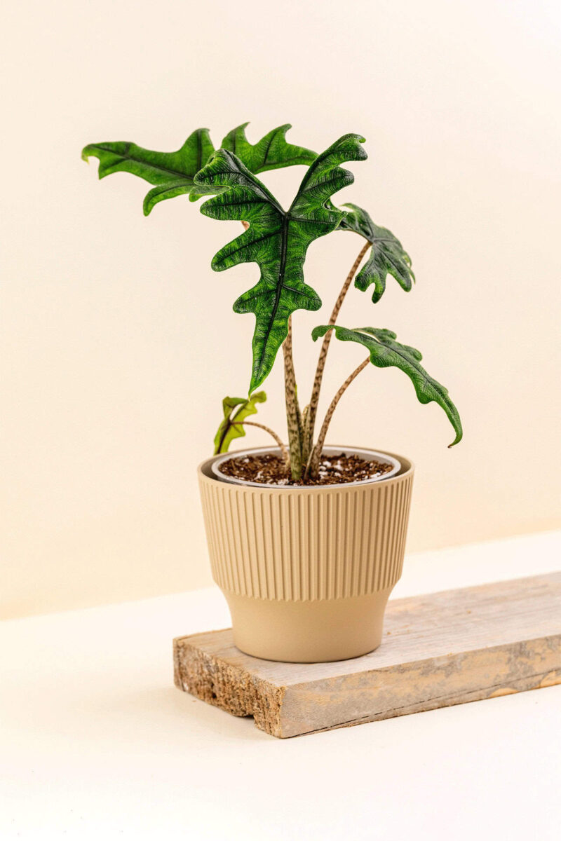Cache-pot en plastique recyclé Mini desert beige de diamètre 13 cm avec une plante