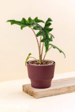 Cache-pot en plastique recyclé Mini plum bordeaux de diamètre 13 cm avec une plante