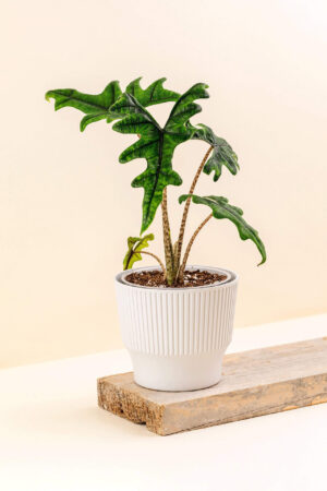 Cache-pot en plastique recyclé Mini snow blanc de diamètre 13 cm avec une plante