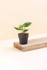 Cache-pot en plastique recyclé Tiny ash anthracite de diamètre 7 cm avec une plante