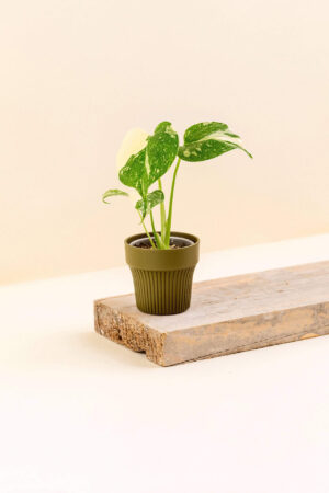 Cache-pot en plastique recyclé Tiny clover vert kaki de diamètre 7 cm avec une plante