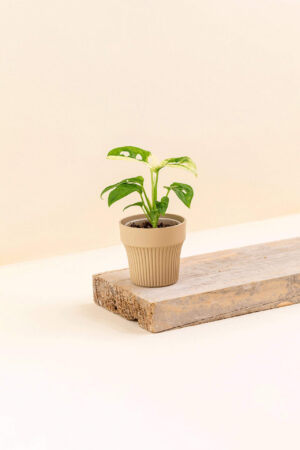 Cache-pot en plastique recyclé Tiny desert beige de diamètre 7 cm avec une plante