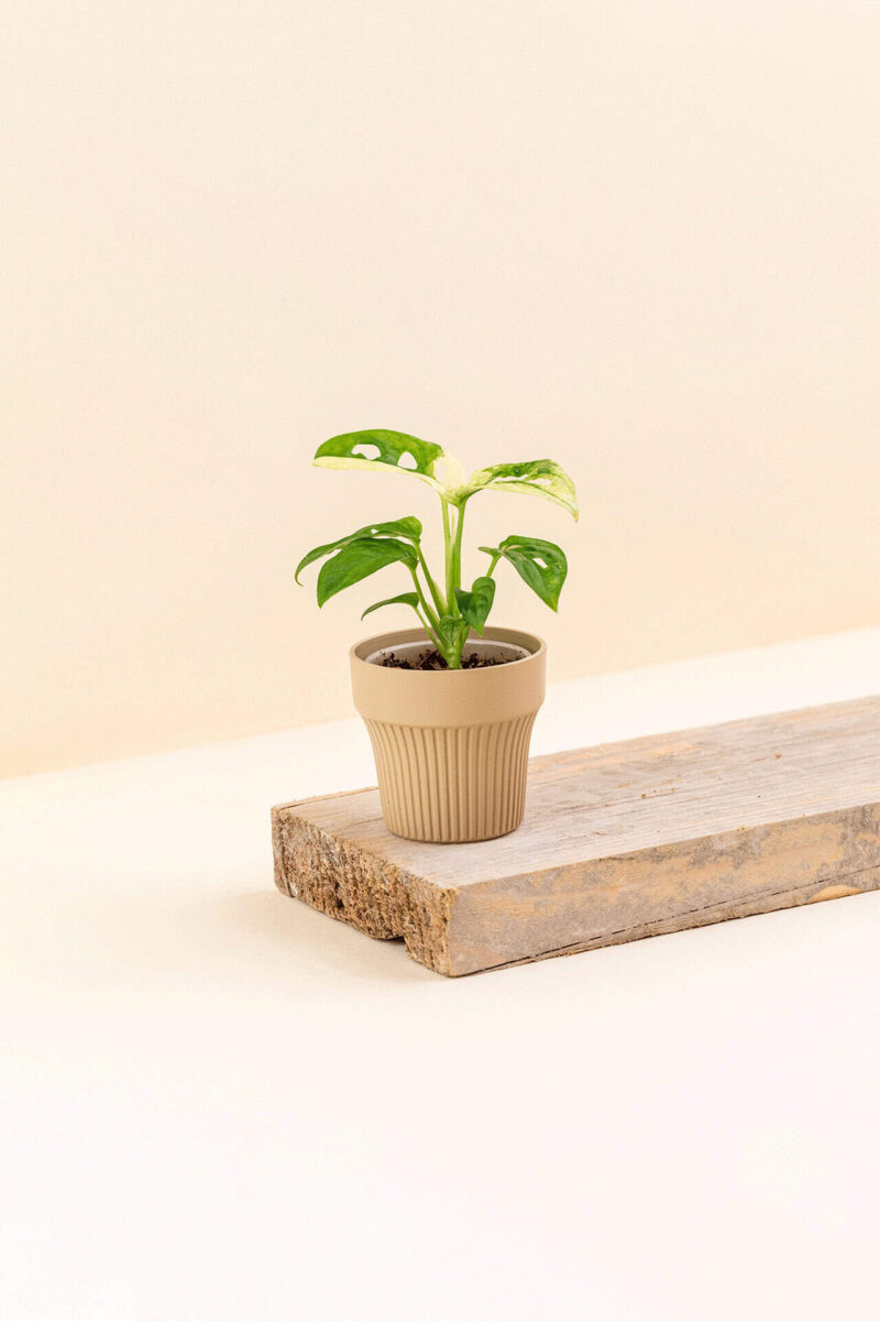 Cache-pot en plastique recyclé Tiny desert beige de diamètre 7 cm avec une plante