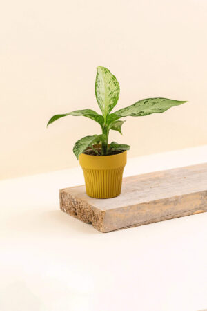 Cache-pot en plastique recyclé Tiny golden lime jaune ocre de diamètre 7 cm avec une plante