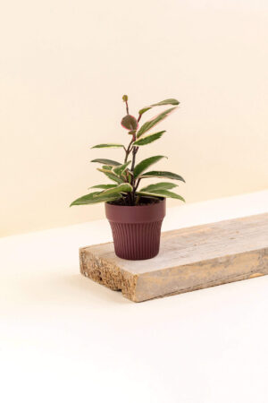 Cache-pot en plastique recyclé Tiny plum bordeaux de diamètre 7 cm avec une plante