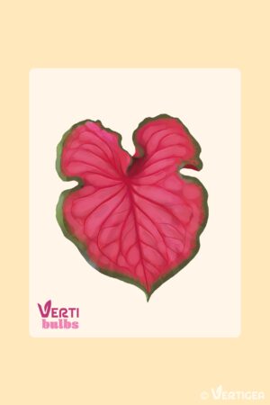 Caladium Cherry Tart (Bulbe)