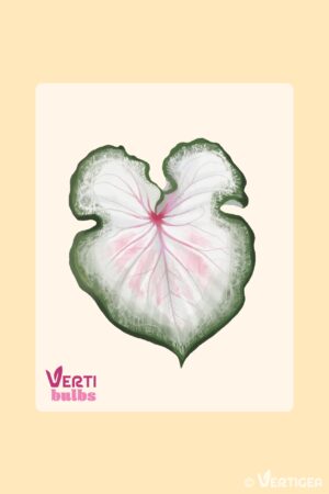 Caladium White Lightning (Bulbe)