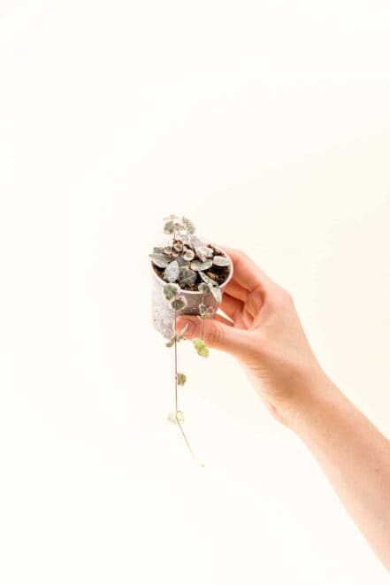 Ceropegia woodii 'Variegata' bébé (S)
