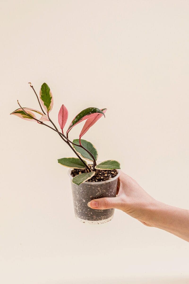 Hoya carnosa 'Flamigo Dream’ en pot de 9 cm vue de côté