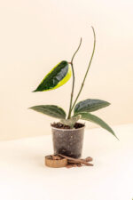 Hoya macrophylla ‘Albo Marginata’ en pot de 9 cm vue de côté