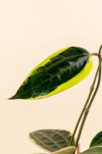 Détail de la feuille de Hoya macrophylla ‘Albo Marginata’ en pot de 9 cm