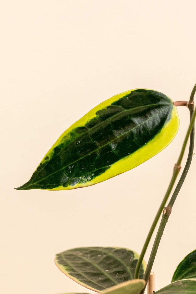 Détail de la feuille de Hoya macrophylla ‘Albo Marginata’ en pot de 9 cm
