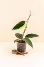 Hoya macrophylla ‘Albo Marginata’ en pot de 9 cm vue de face