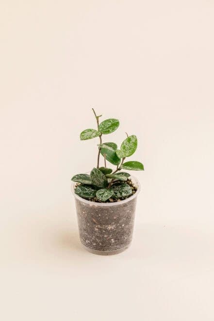 Hoya 'Mathilde Splash' en pot de 9 cm vue de face