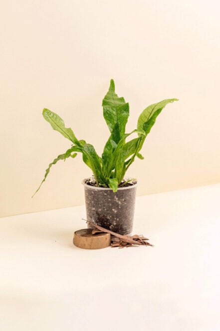 Microsorum musifolium ‘Crocodyllus’ en pot de 9 cm vue de côté