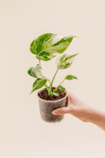 Monstera deliciosa borsigiana 'Albo Variegata' en pot de 9 cm tenu dans une main