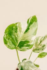 Détail de la feuille de Monstera deliciosa borsigiana 'Albo Variegata' en pot de 9 cm