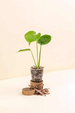 Monstera deliciosa en pot de 6 cm vue de côté