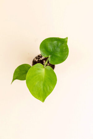 Détail de la feuille du Monstera deliciosa en pot de 6 cm