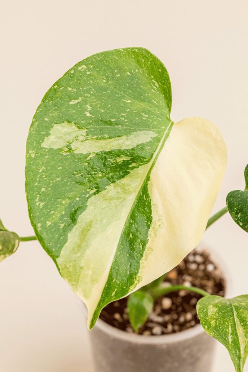 Détail de la feuille de Monstera deliciosa 'Thaï Constellation' en pot de 9 cm