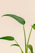 Détail de la feuille de Monstera dilacerata 'Burle Marx Flame' en pot de 9 cm