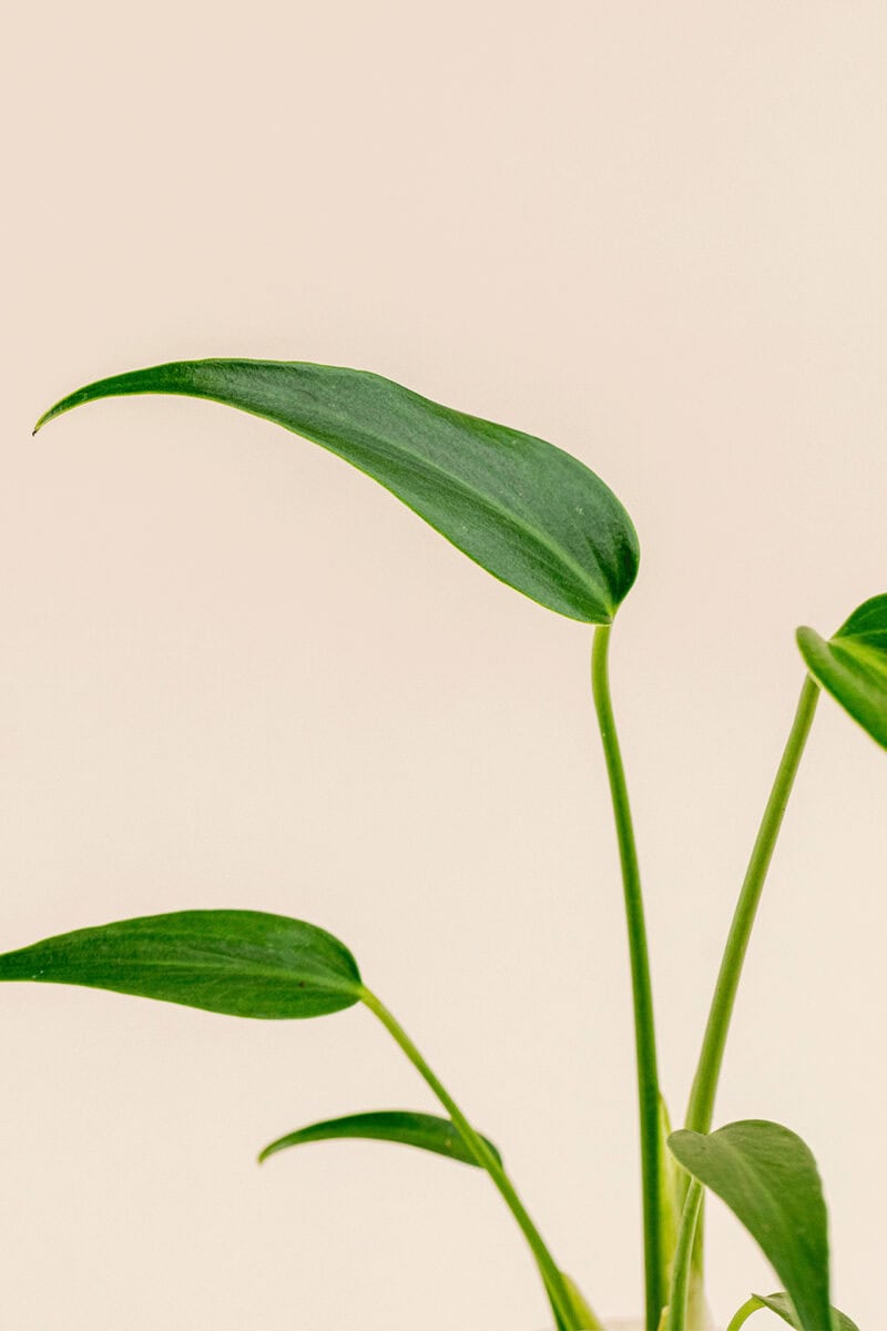 Détail de la feuille de Monstera dilacerata 'Burle Marx Flame' en pot de 9 cm