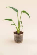 Monstera dilacerata 'Burle Marx Flame' en pot de 9 cm vue de face