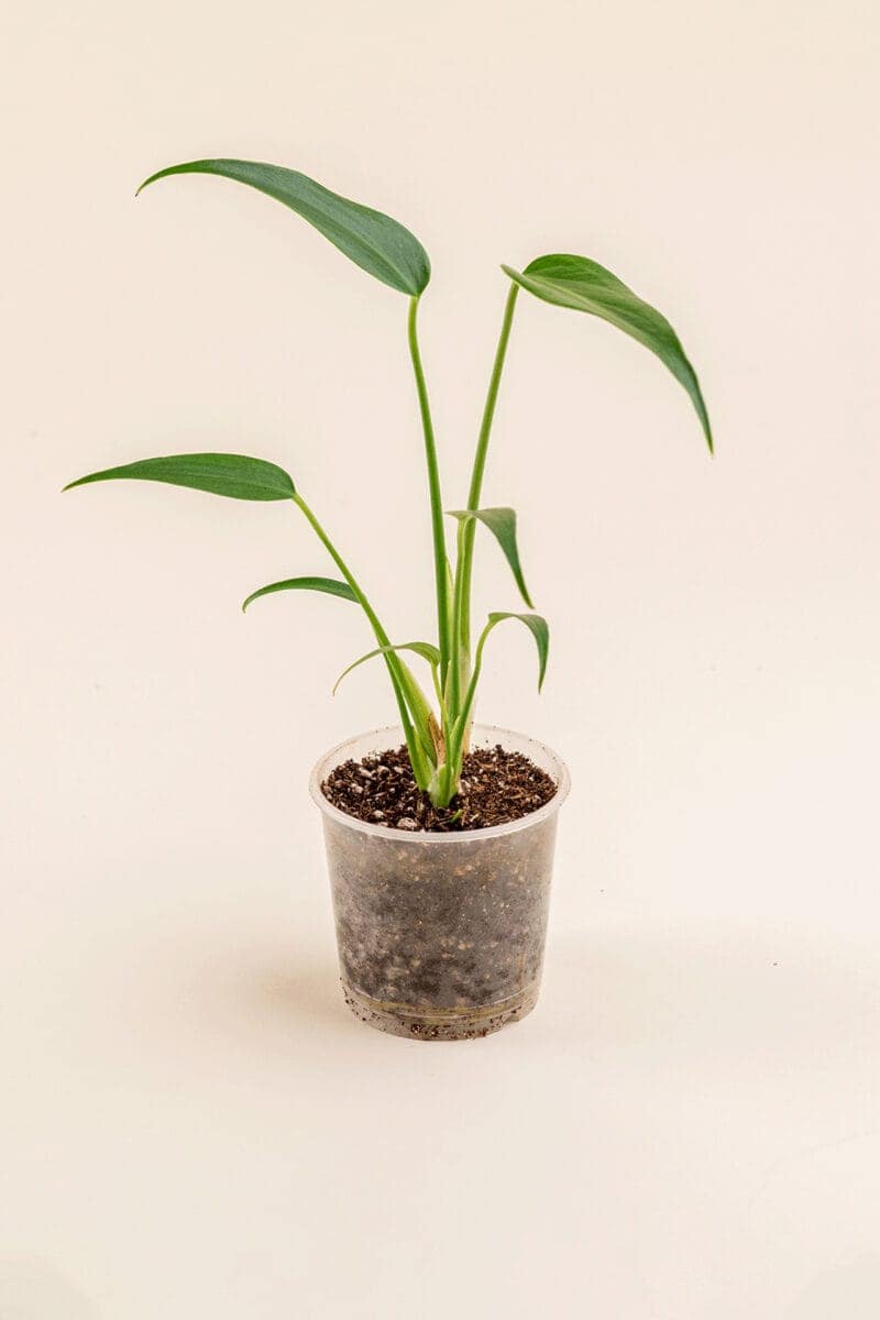 Monstera dilacerata 'Burle Marx Flame' en pot de 9 cm vue de face