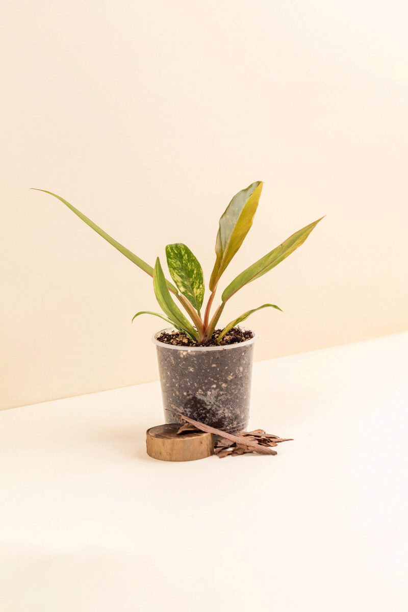 Philodendron Caramel Marble ‘Variegata’ en pot de 9 cm vue de côté