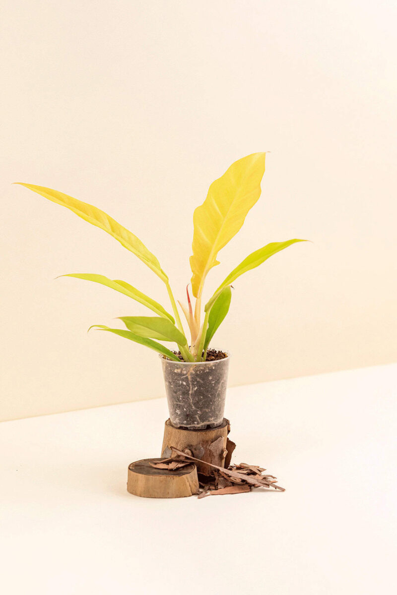 philodendron-golden-crocodile-cote-pot-6cm Philodendron ‘Golden Crocodile’ en pot de 6 cm vue de côté