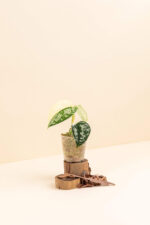 Scindapsus mayari ‘Variegata’ en pot de 6 cm vue de côté