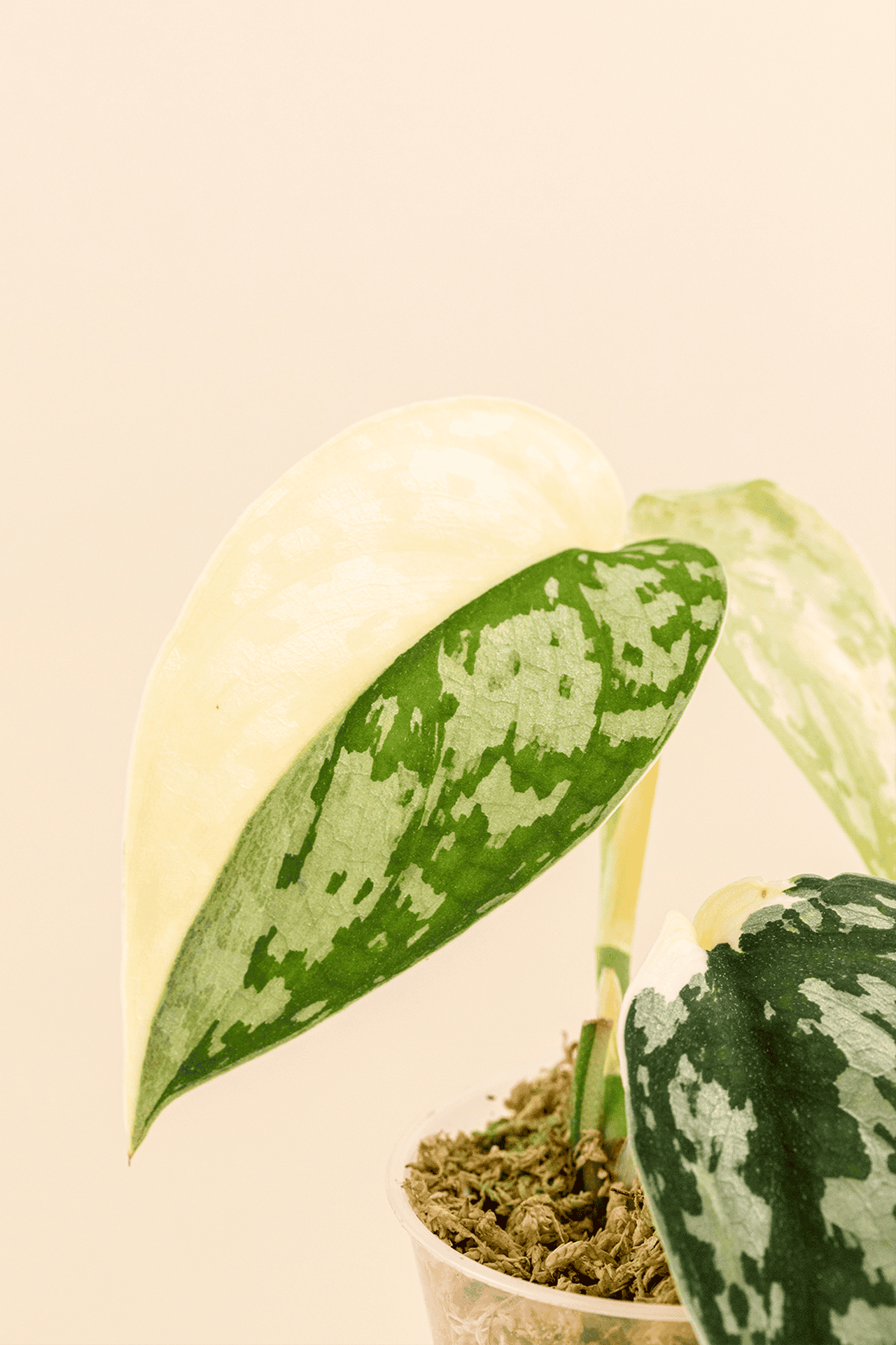 Détail de la feuille d'un Scindapsus mayari ‘Variegata’ en pot de 6 cm