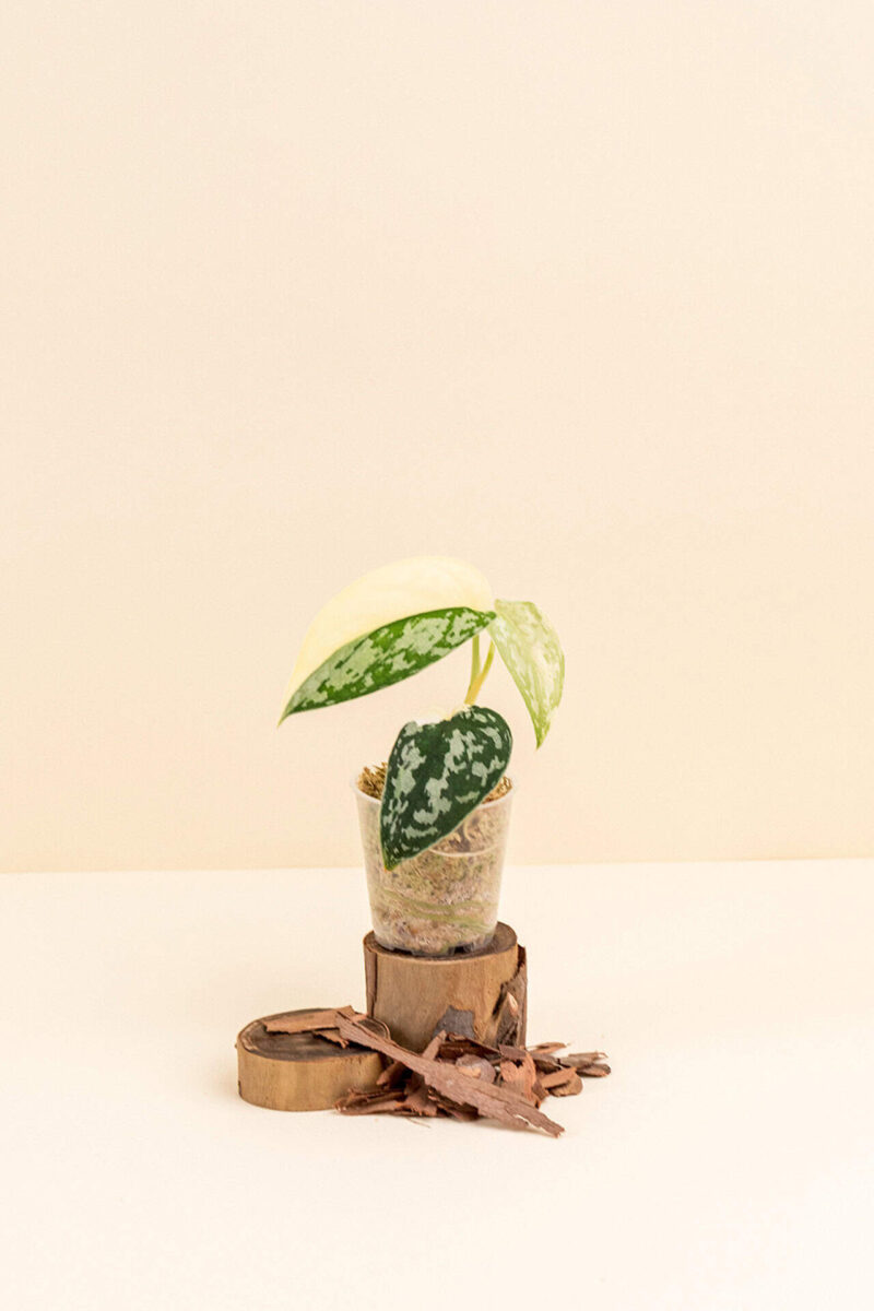 Scindapsus mayari ‘Variegata’ en pot de 6 cm vue de face